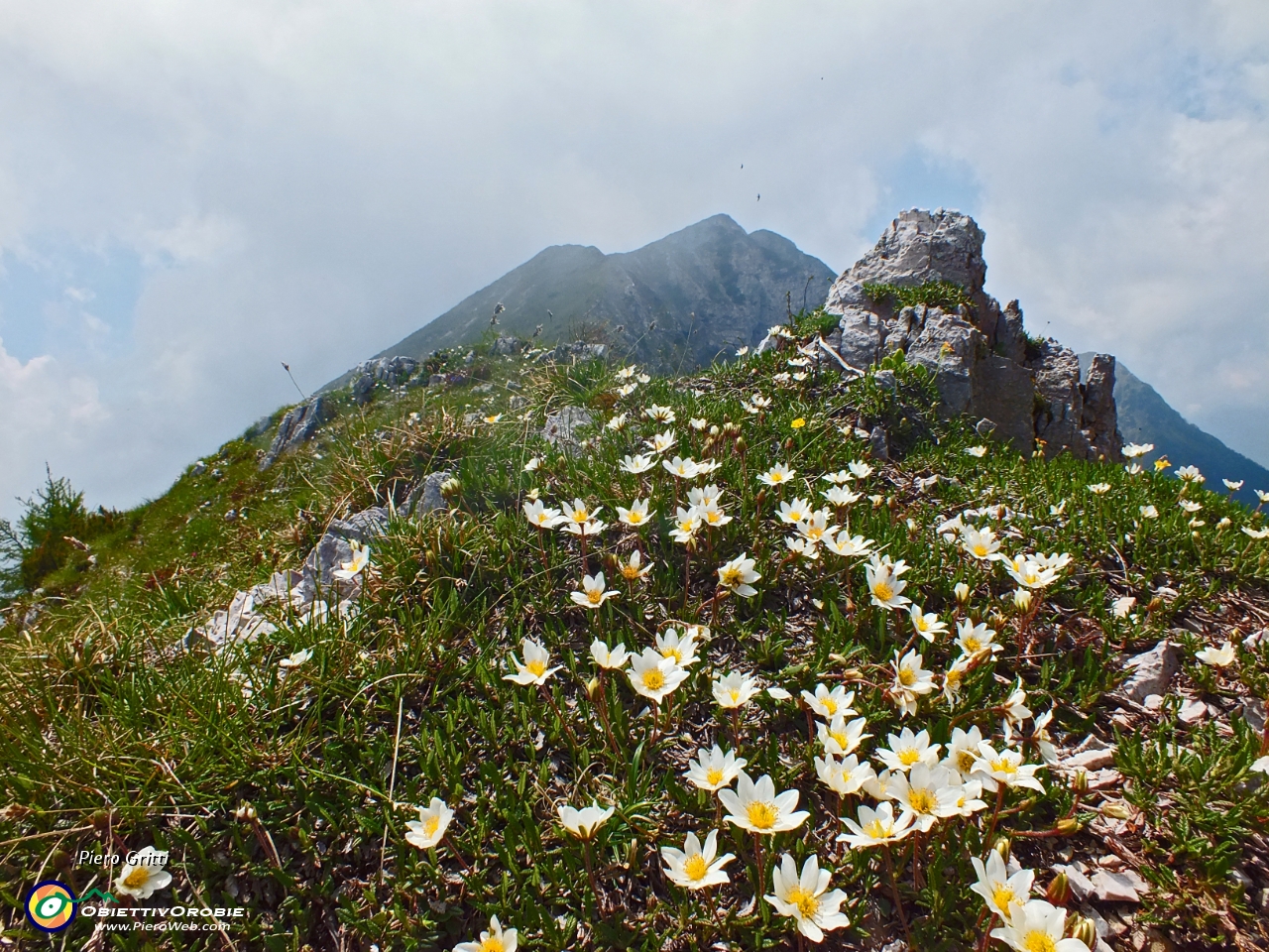 71 Camedrio alpino (Dryas octopetala) con vista in Vindiolo-Vetro.JPG